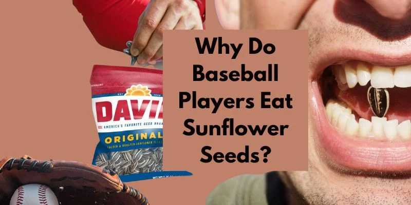 Why Do Baseball Players Eat Sunflower Seeds?